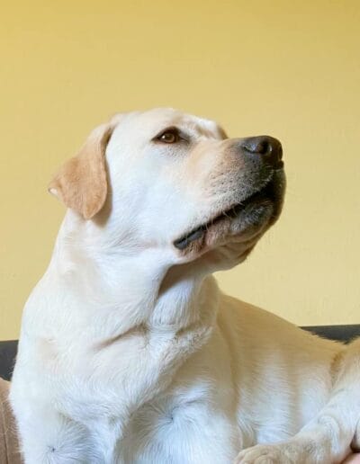 labradorka biszkopt