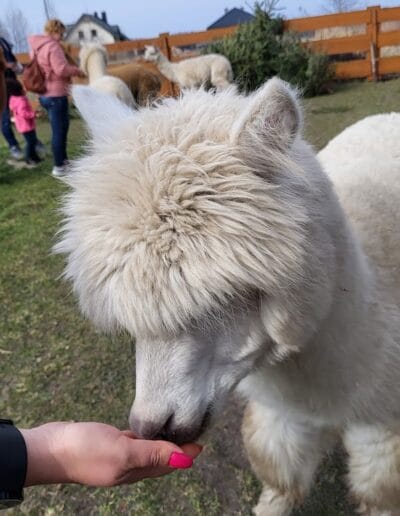 zooterapia na Ranczo Empatii