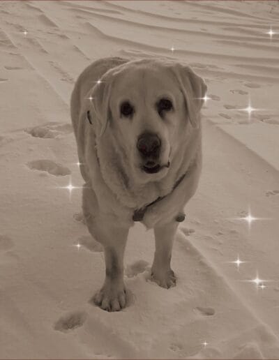 labrador na śniegu