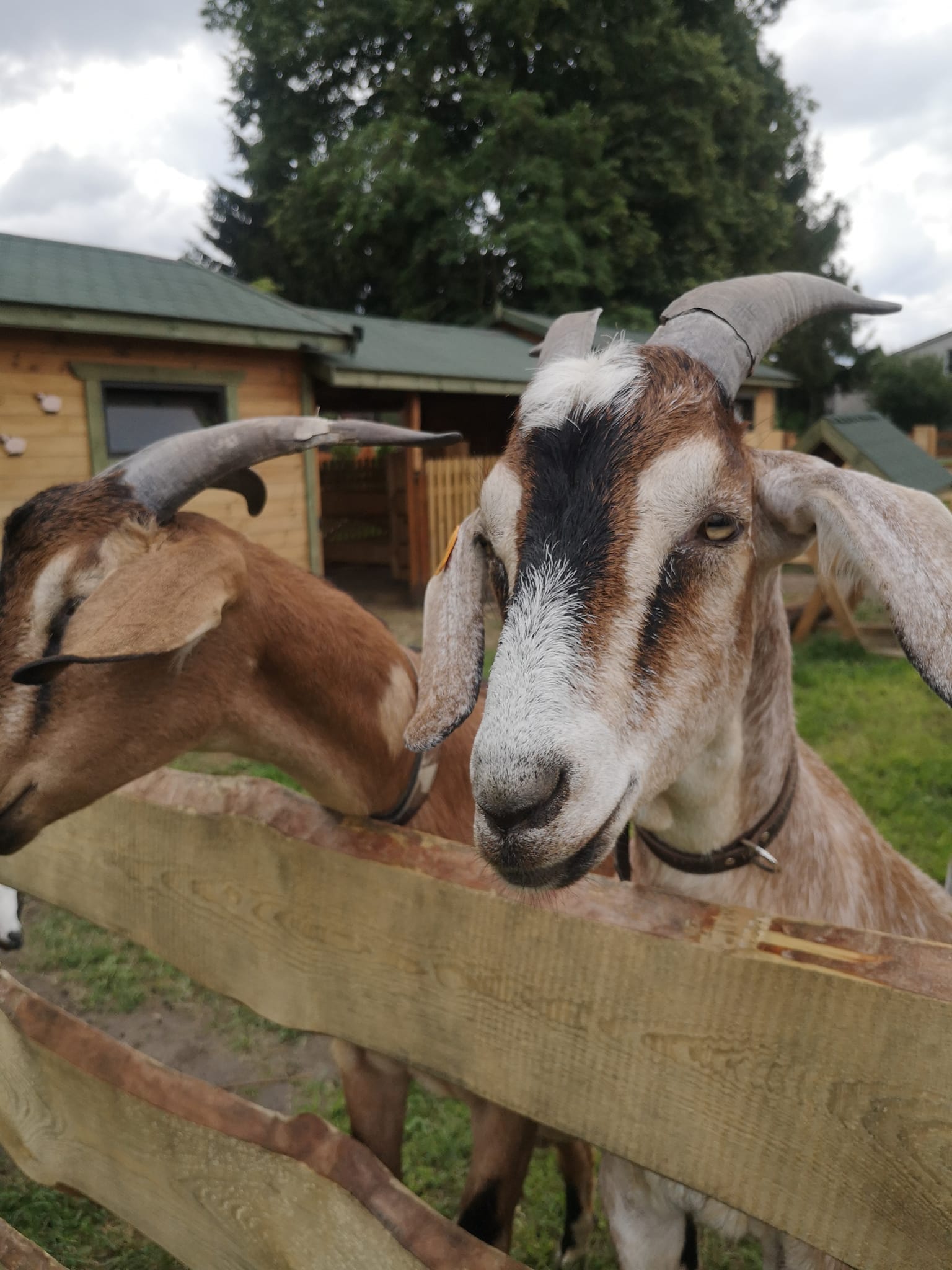 Timon i Pumba zooterapia z kozami