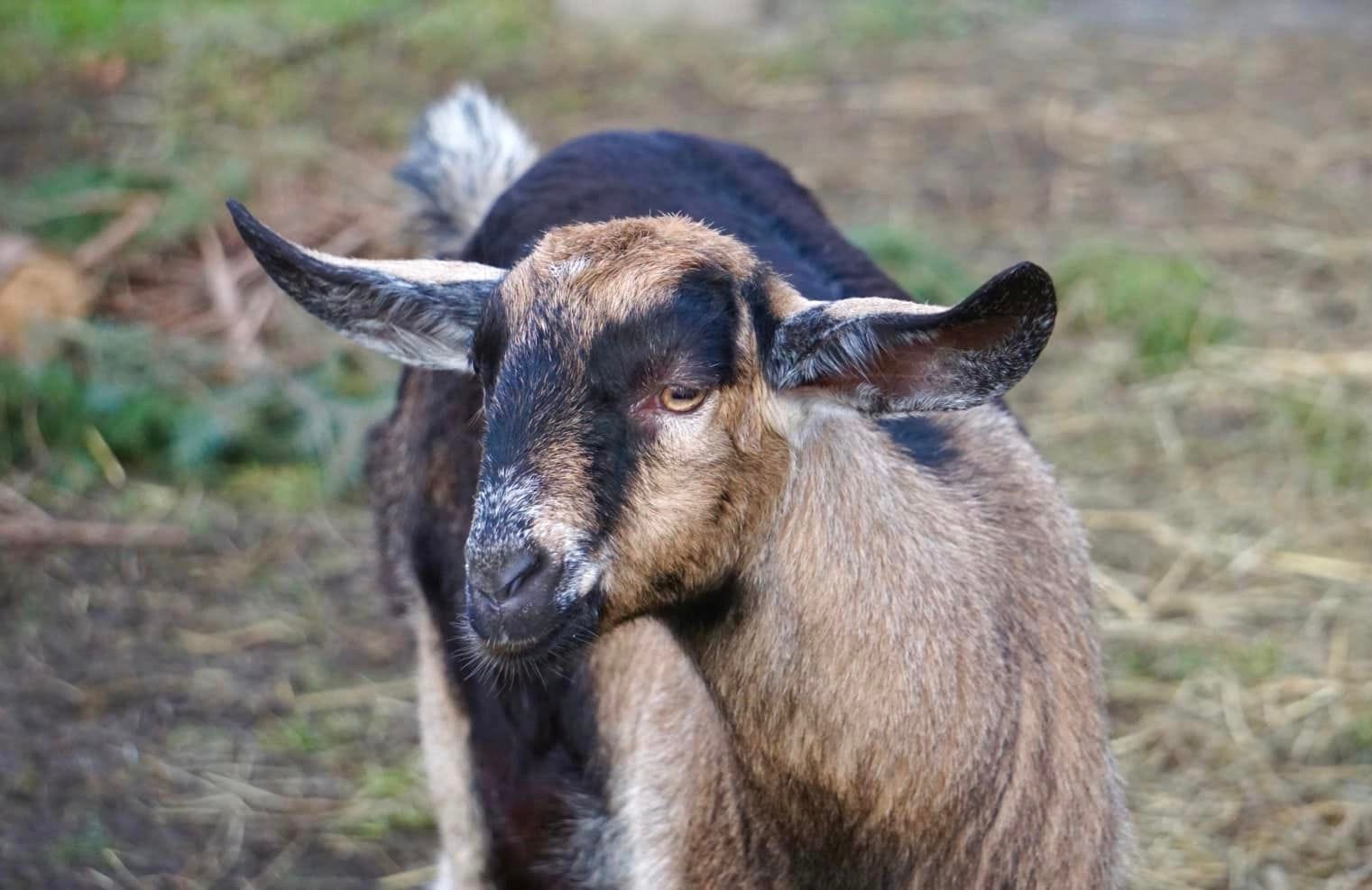 Thelma koza anglonubijska