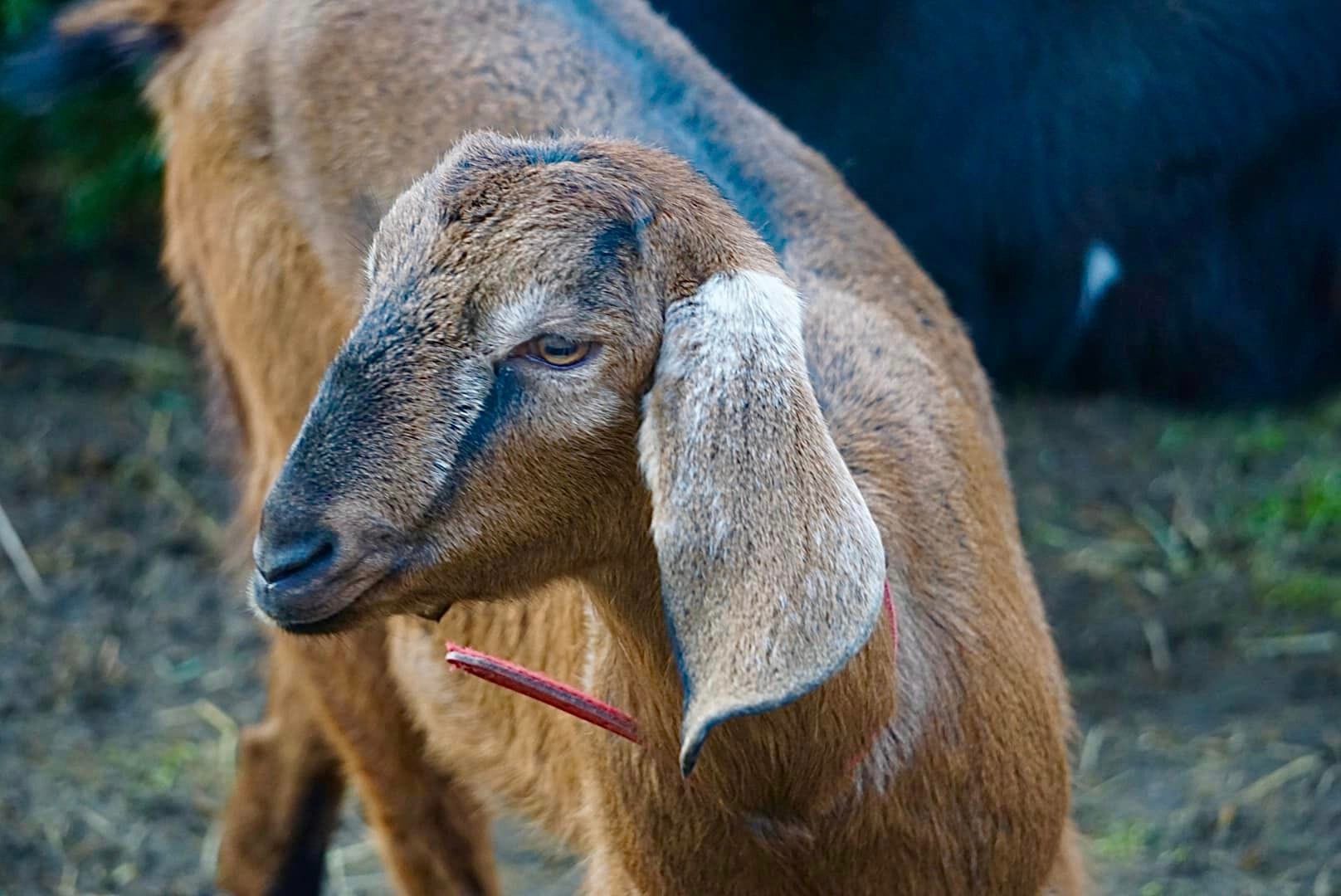 Luisa koza anglonubijska