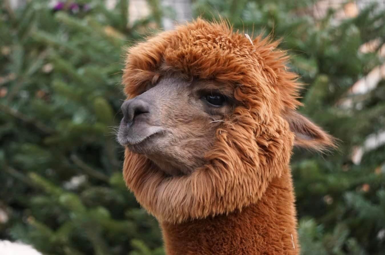 animaloterapia na Ranczo pod Warszawą