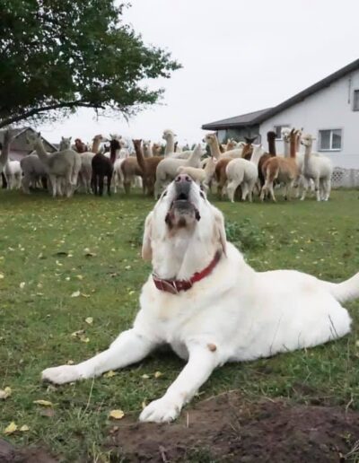 labradorka z alpakami