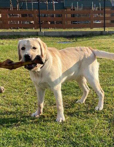 mały labrador