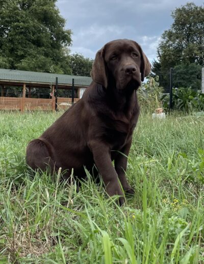 labradorka