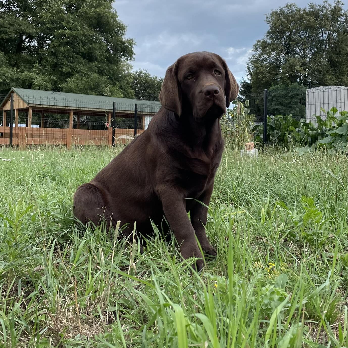labradorka