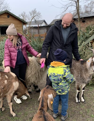 wśród kóz i baranków
